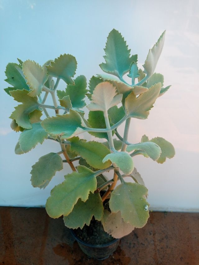 Planta Kalanchoe Millotii
