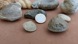 CONJUNTO DE NUEVE FÓSILES VARIADOS