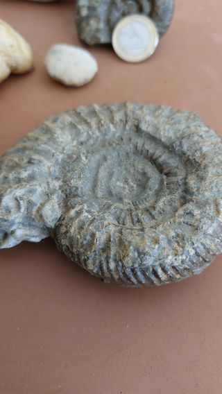 CONJUNTO DE NUEVE FÓSILES VARIADOS