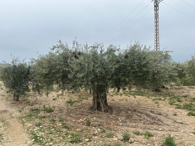 Oliveras Centenarias