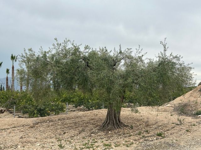 Oliveras Centenarias