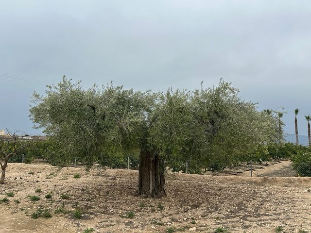 Oliveras Centenarias