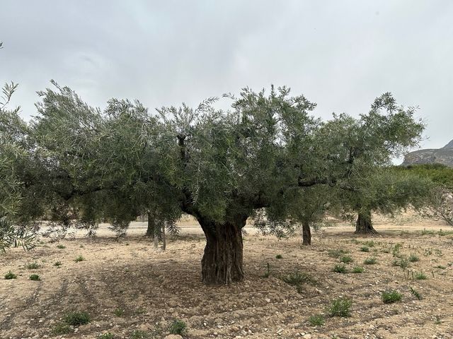 Oliveras Centenarias