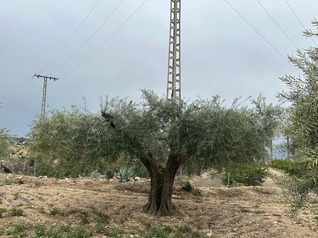 Oliveras Centenarias