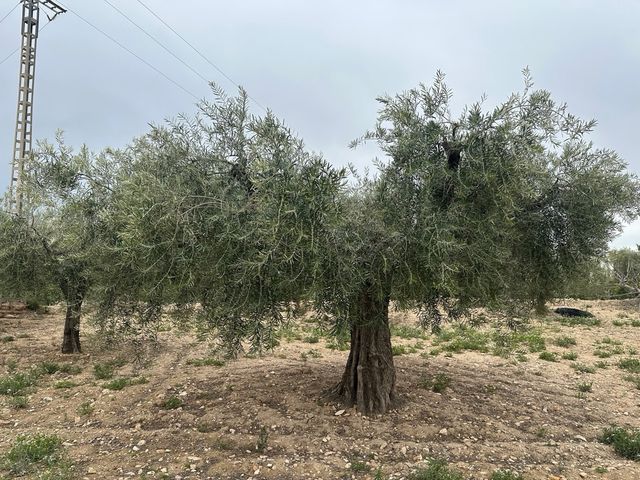 Oliveras Centenarias