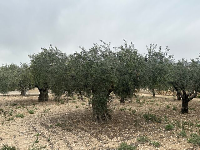 Oliveras Centenarias