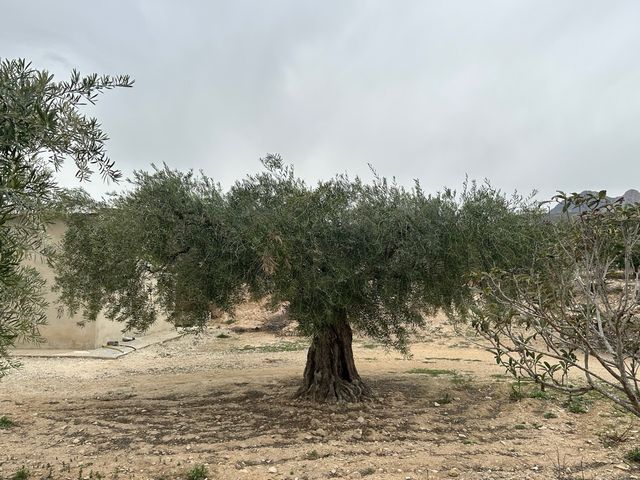 Oliveras Centenarias