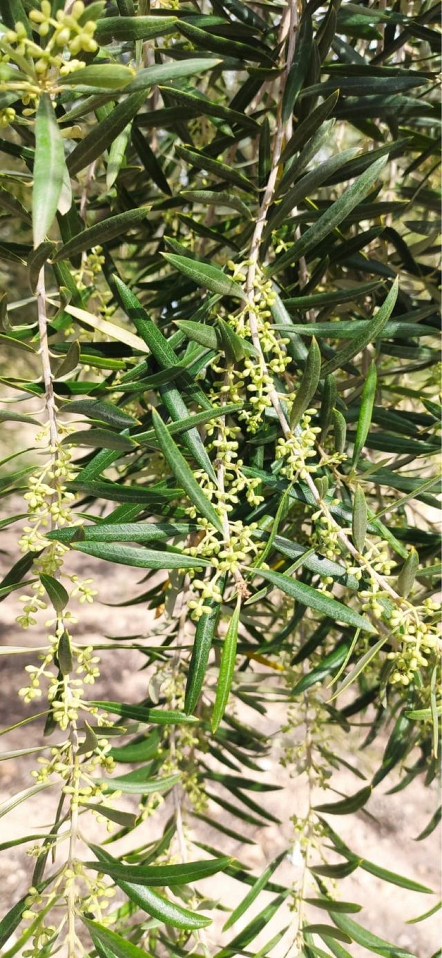 Oliveras Centenarias