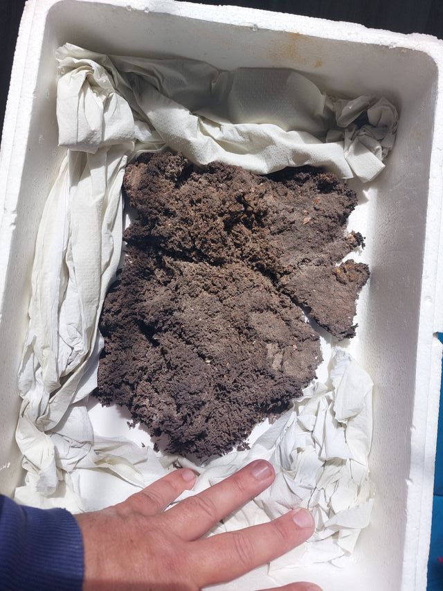 Minerales Pieza Museo Plata Nativa Konsbergita Her