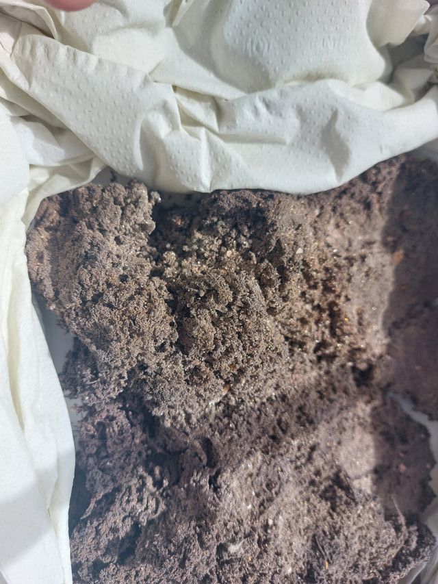 Minerales Pieza Museo Plata Nativa Konsbergita Her