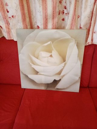 Cuadro rosa blanca