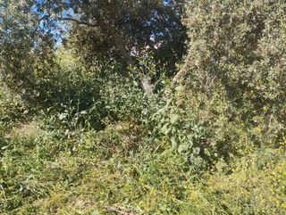 Mantenimiento de terrenos