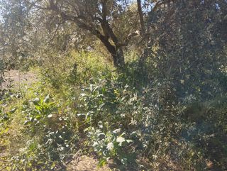 Mantenimiento de terrenos