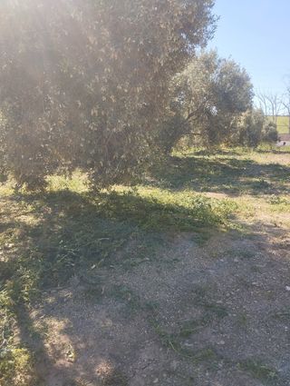 Mantenimiento de terrenos