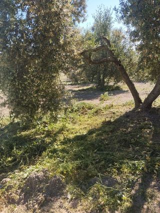 Mantenimiento de terrenos