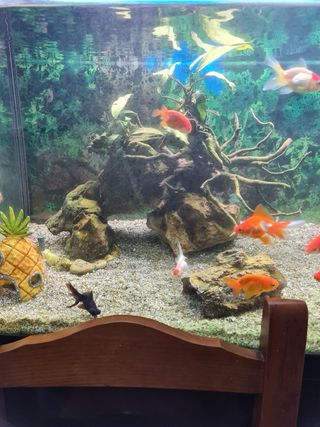 Acuario 240 Litros con Mueble