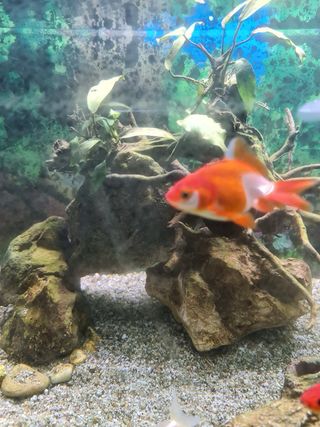 Acuario 240 Litros con Mueble