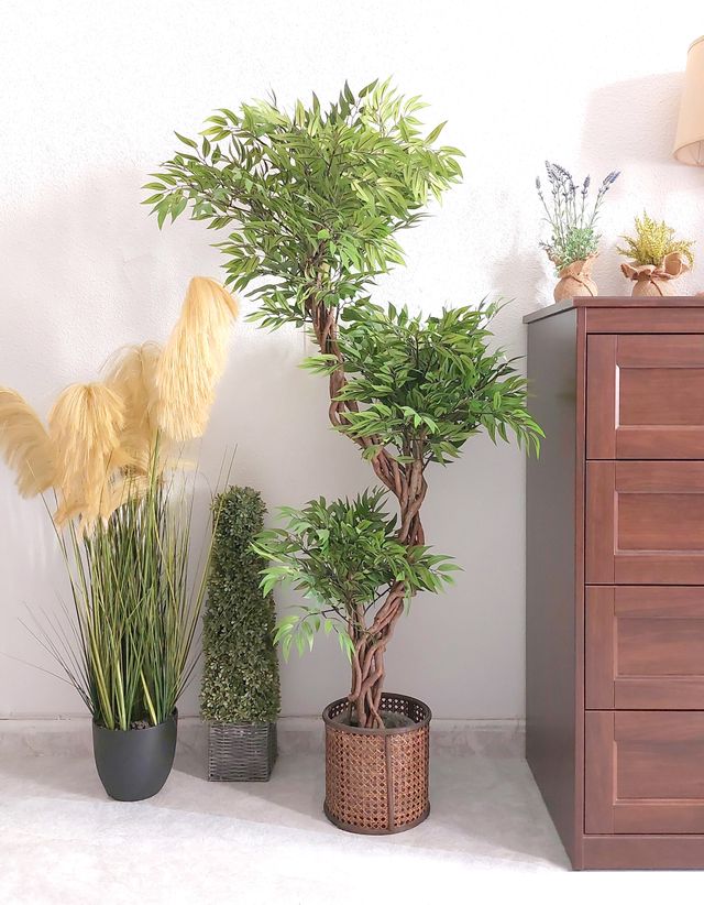 ❗¡NUEVO! Árbol Trenzado Japonés