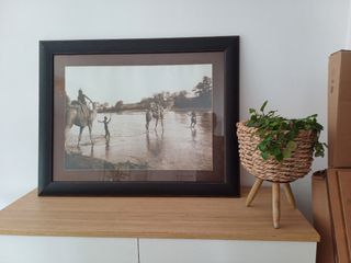 Foto antigua camellos - Cuadro decorativo