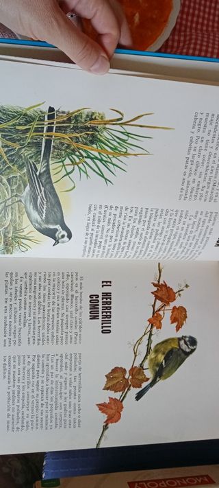 Conoce las aves y los reptiles.