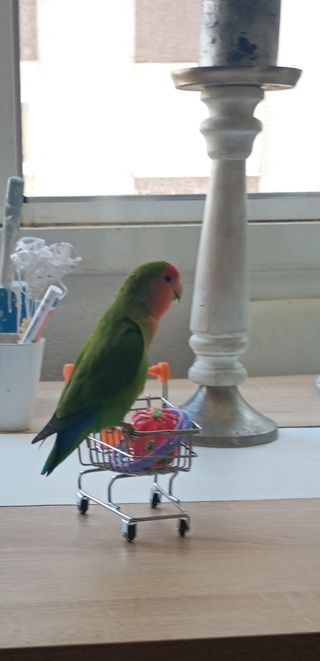 Juguete para agapornis