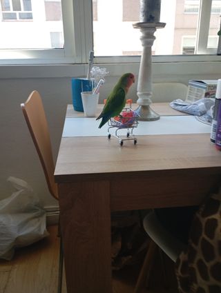 Juguete para agapornis