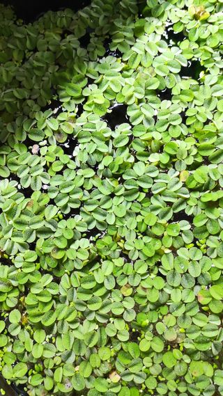 Salvinia