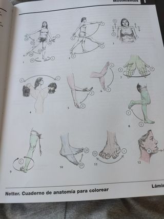 Netter Cuaderno de anatomía para colorear (2ª ed.)