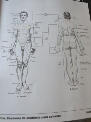 Netter Cuaderno de anatomía para colorear (2ª ed.)