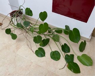 Planta maceta costilla de Adan monstera deliciosa