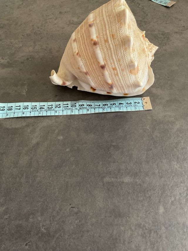 Cassis Cornuta: Concha gigante