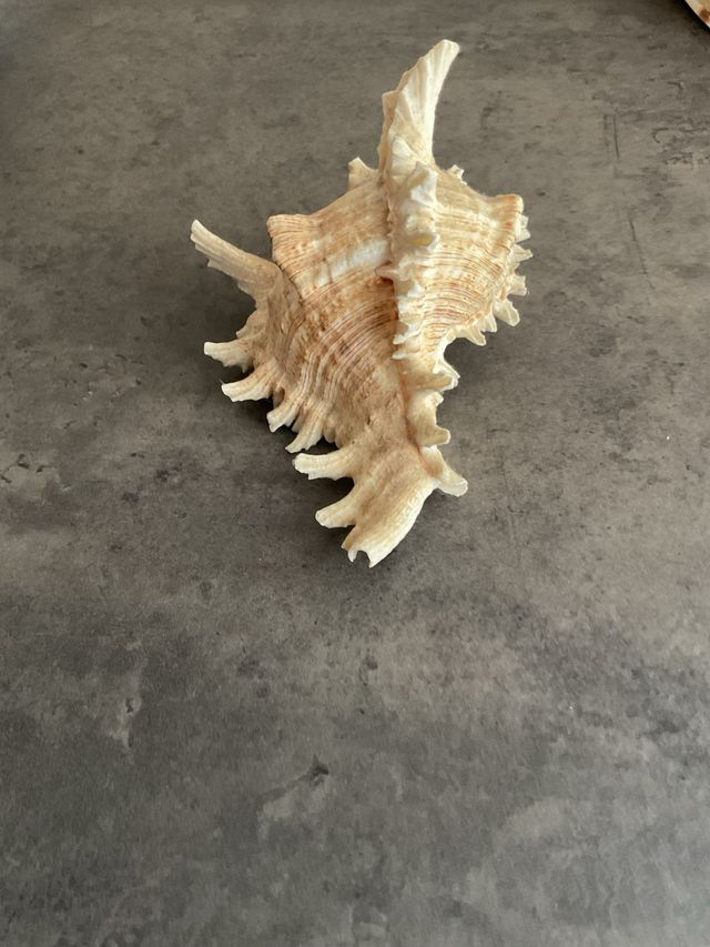 Concha Murex: Decoración marina