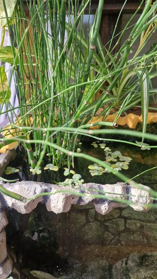 Acuario/Estanque se vende por no poder atenderlo.