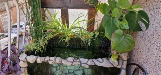 Acuario/Estanque con cascada