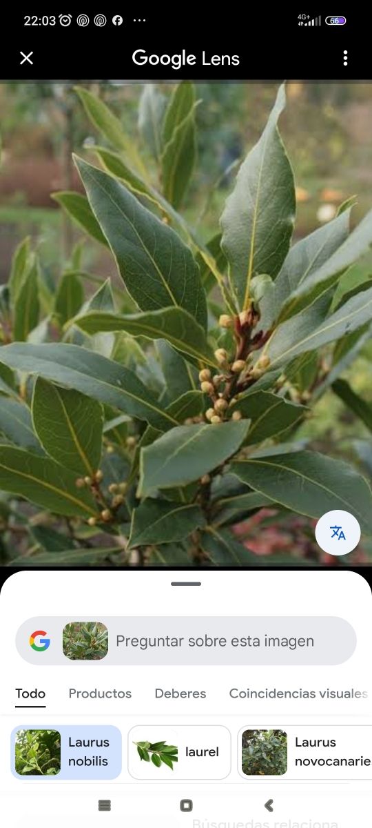 Laurel (Laurus nobilis) - 250gr