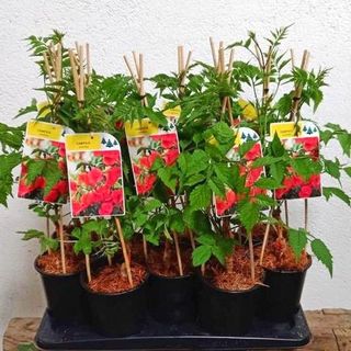 Jazmín de Virginia o Campsis En Maceta