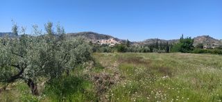 OLIVERAS CENTENARIAS