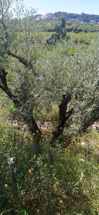 OLIVERAS CENTENARIAS