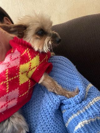 Cuidadora de perros/guardería canina