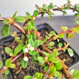 Bonsai cotoneaster Dammeri 12cm