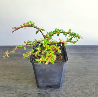 Bonsai cotoneaster Dammeri 12cm