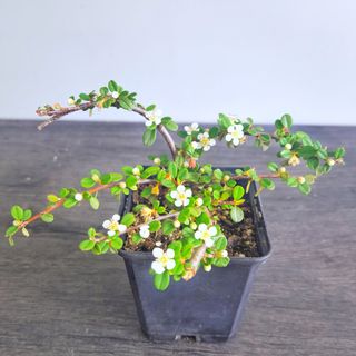 Bonsai cotoneaster Dammeri 12cm