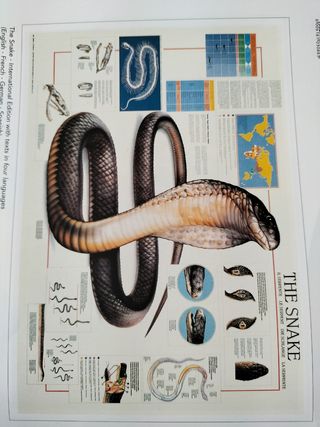 Poster Il Serpente - Multilingue
