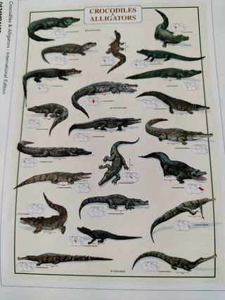 Poster Coccodrillo & Alligatori