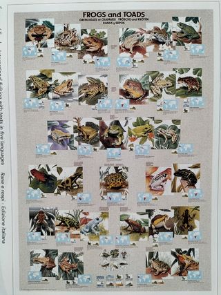 Poster rane e rospi vintage