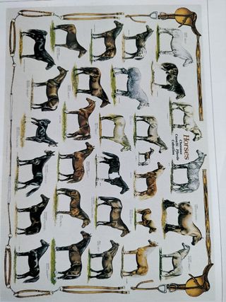 2 Stampe Cavalli & Equipaggiamento