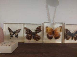 Farfalle in resina: 7 pezzi