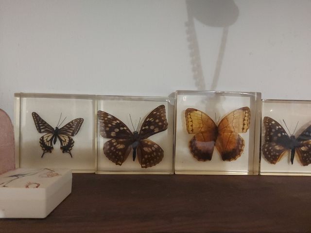 Farfalle in resina: 7 pezzi