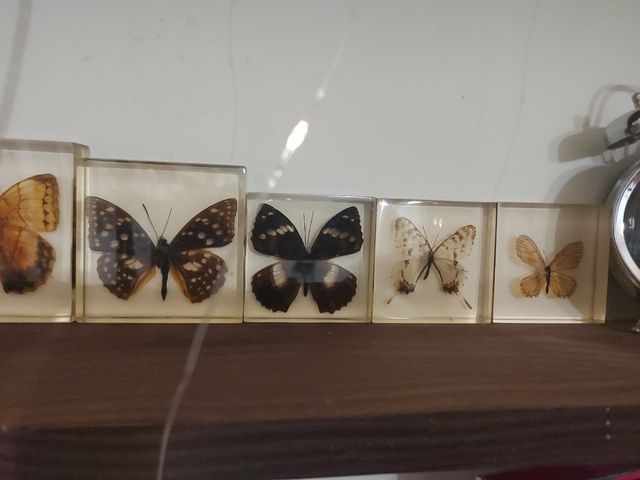 Farfalle in resina: 7 pezzi