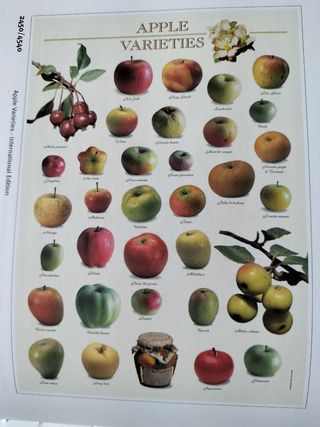 Poster varietà mele antiche